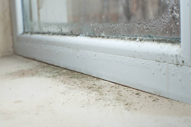 Best Mold Odor Removal Services  in Adamstown, PA